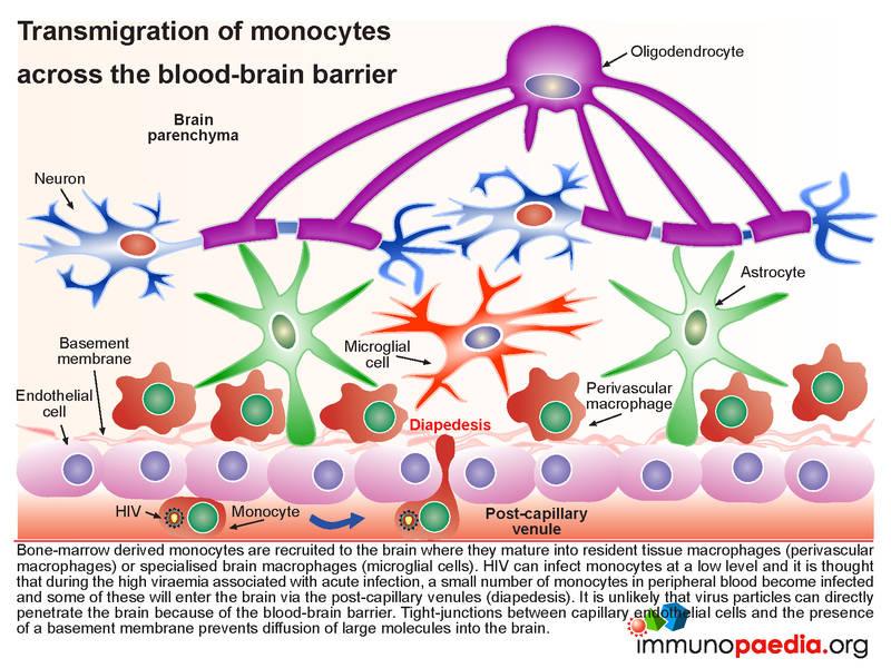 Early Human Migration, Illness and Blood Types - Medivizor