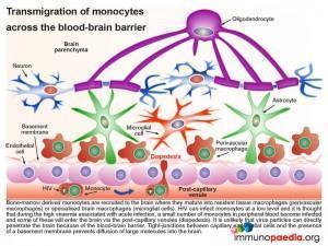 Transmigration of monocytes across the blood brain barrier