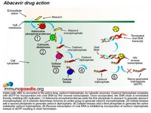 Abacavir drug action
