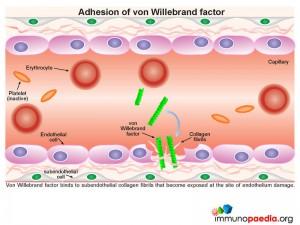 adhesion-of-von-willebrand-factor