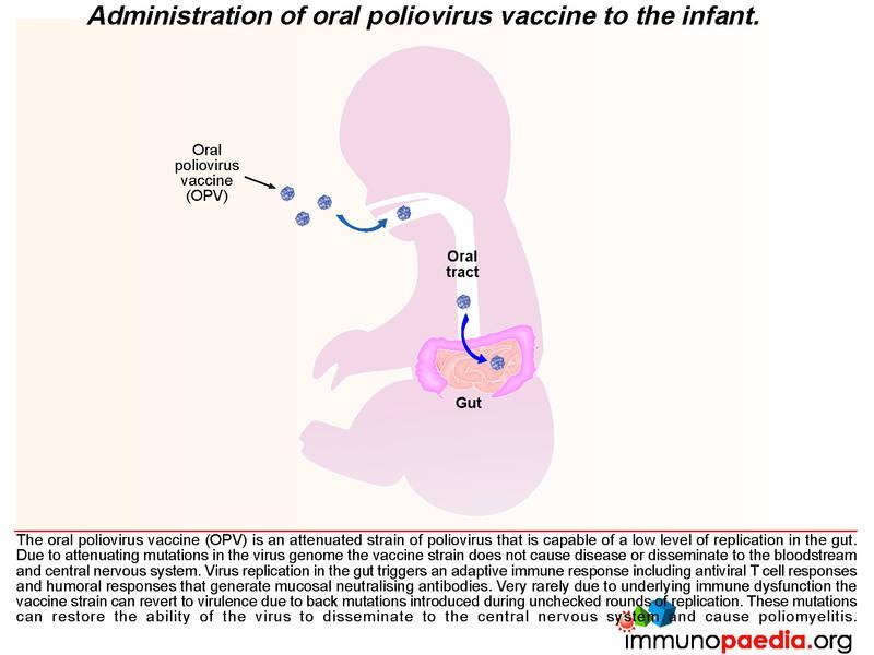 Oral Poliovirus Vaccine 76