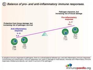 Balance of pro and anti-inflammatory immune responses