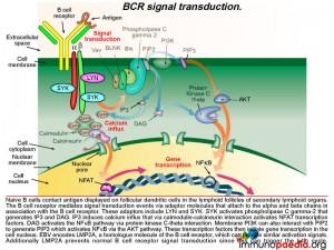 BCR signal transduction checkpoint2