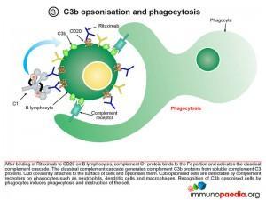 C3B Opsonisation and Phagacytosis