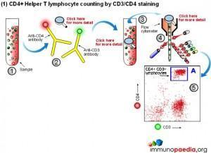 cd4-helper-t-lymphovyte-counting-by-cd3-cd4-staining