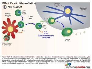 CD4 T cell differentiation Th2 subset
