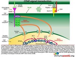 CD40 signal transduction