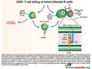CD8 T cell killing of latent infected b cells