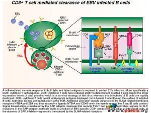 CD8 T cell mediated clearance of EBV infected B cells