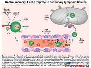 Central memory T cells migrate to secondary lympoid tissues