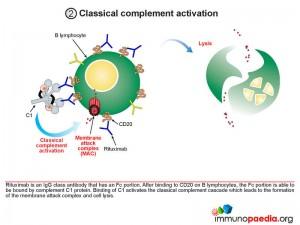Classical complement activation