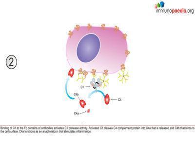 Complement Deficiencies Case Study | Immunopaedia