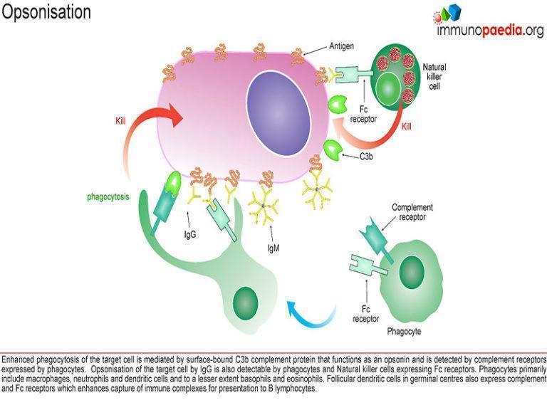 Complement Deficiencies Case Study | Immunopaedia Immunopaedia