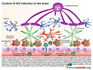 Control of HIV infection in the brain