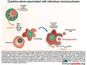 Cytokine storm associated with infectious mononucleosis