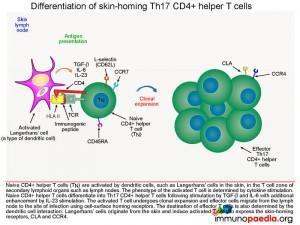 Differentiation of skin-homing TH17 CD4 + helper T cells