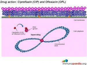 drug-action-ciproflaxin-cip-ofloxacin-ofl