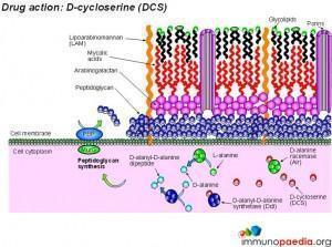 drug-action-d-cycloserine-dcs