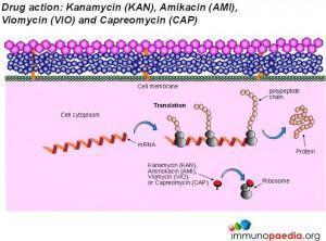 drug-action-kanamycin-kan-amikacin-ami-viomycin-vio-capreomycin-cap