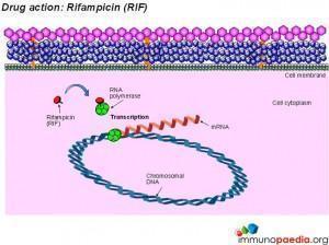 drug-action-rifampicin-rif