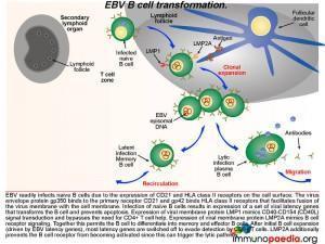 EBV B cell transformation