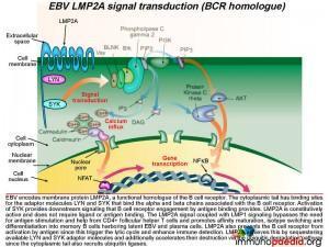 EBV LMP2A signal transduction BCR homologue