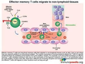 Effector memory T cells migrate to non lymphoid tissues