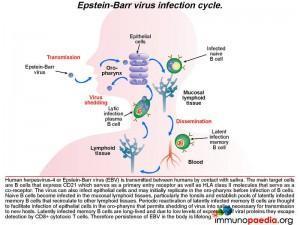 Epstein Barr virus infection cycle