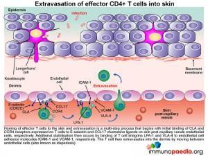Extravasation of effector CD4+ T cells into skin