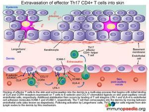 Extravasation of effector TH17 CD4+ T cells into skin