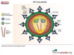 hiv-virus-particle