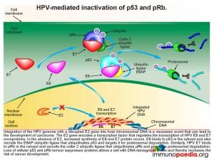 HPV mediated inactivation of p53 and pRb