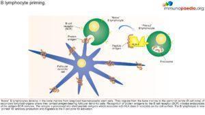 hyper-IgM syndrome_Page_1