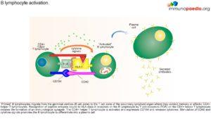 hyper-IgM syndrome_Page_2