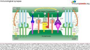 hyper-IgM syndrome_Page_3
