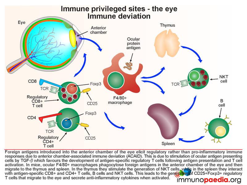 Sympathetic Ophthalmia Immunopaedia