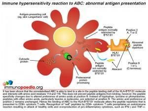 Immune hypersensitivity reaction to ABC abnormal antigen presentation