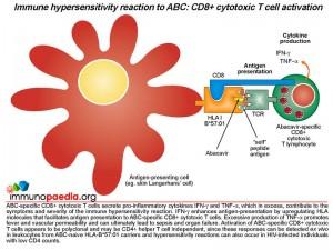 Immune hypersensitivity reaction to ABC CD8+ cytotoxic T cell activation