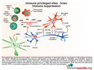 Immune privileged sites brain immune suppression