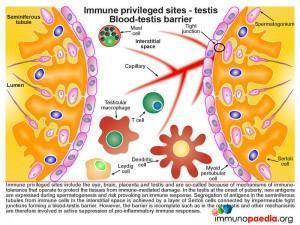 Immune privileged sites testis blood testis barrier