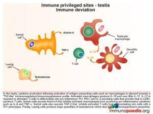 Immune privileged sites testis immune deviation