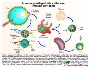 Immune privileged sites - the eye immune deviation