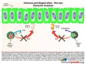 Immune privileged sites the-eye immune evasion