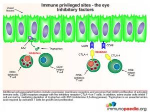 immune-privileged-sites-the-eye-inhibitory-factors