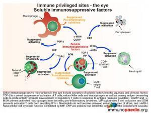 Immune privileged sites the eye soluble immunosuppressive factors