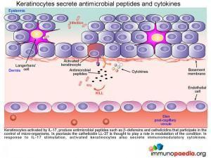 Keratinocytes secrete antimicrobial peptides and cytokines