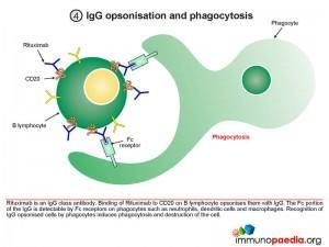 LgG Opsonisation and Phagocytosis
