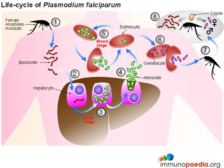 Life cycle of Plasmodium Falciparum Immunopaedia Life cycle of Plasmodium Falciparum Immunopaedia