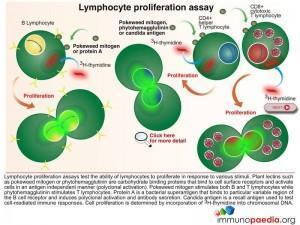 lymphocyte-proliferation-assay