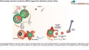 macrophage activation syndrome_Page_3.1